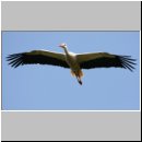 Ciconia ciconia - Weissstorch 10.jpg